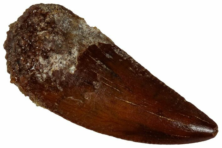 Raptor Tooth - Real Dinosaur Tooth #295949